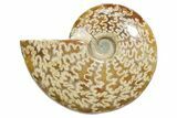 Polished Ammonite (Cleoniceras) Fossil - Madagascar #348513-1